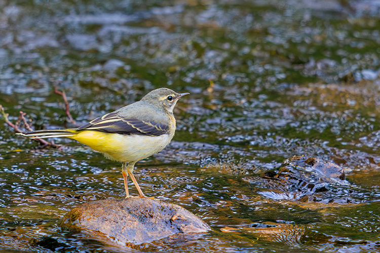 Grey Wagtail Motacilla cineria On a rock in a stream